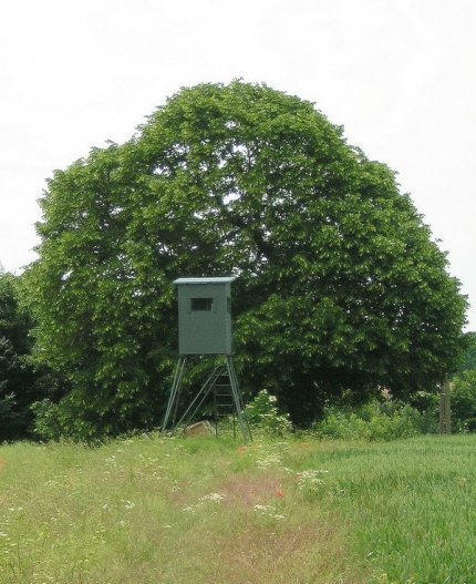 Bild 1 von Linde nordwestlich Dalheim